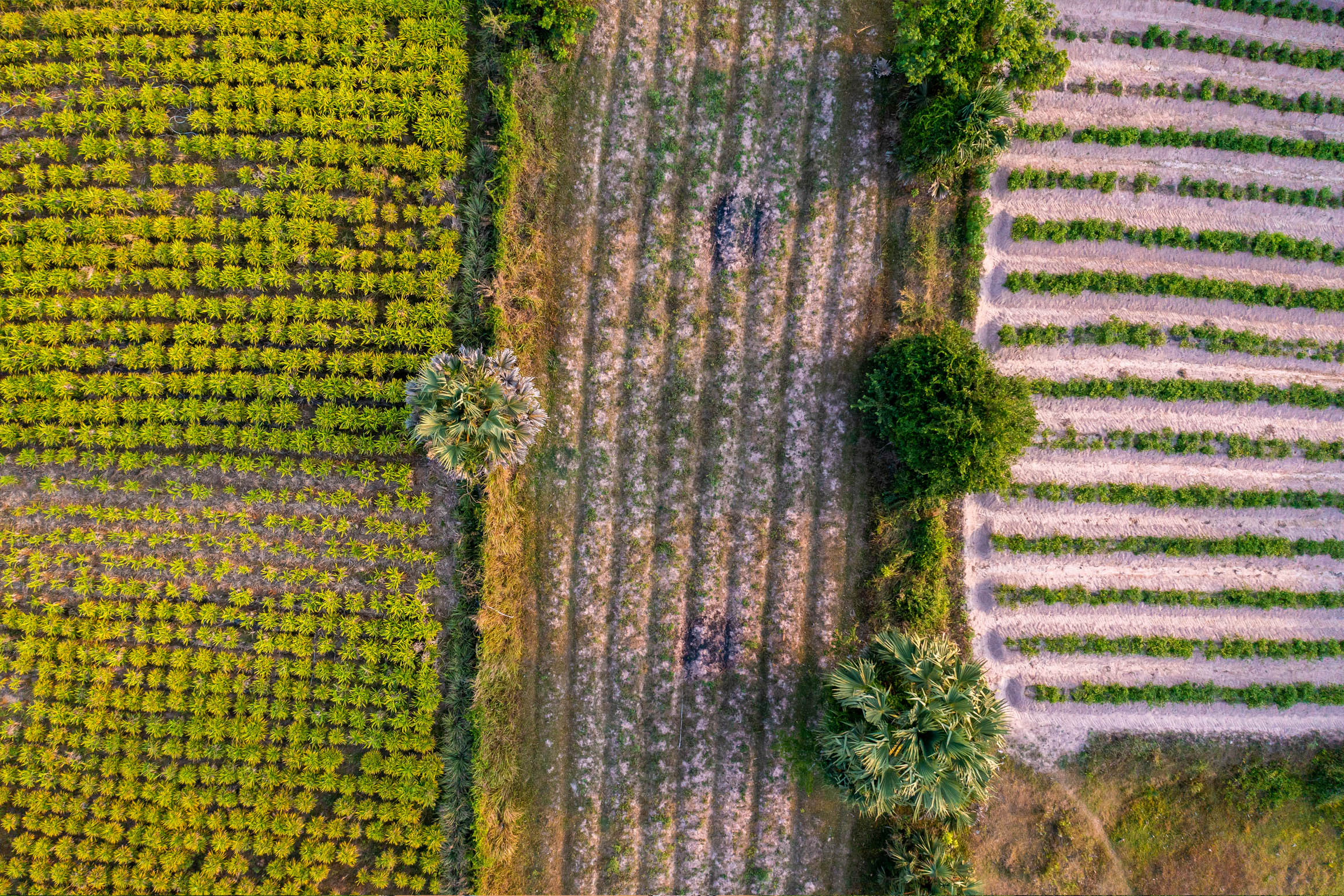 Pandan field and palms | Drone Aerial Photography in Cambodia